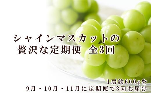 ぶどう 2025年  9月・10月・11月発送 シャイン マスカット 晴王 1房 約600g×3回 ブドウ 葡萄  岡山県産 国産 フルーツ 果物 ギフト
