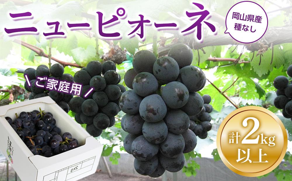 ぶどう 2026年  ご家庭用 ニュー ピオーネ 合計2kg以上  産地直送  岡山県産 国産 フルーツ 果物 たけまさぶどう園
