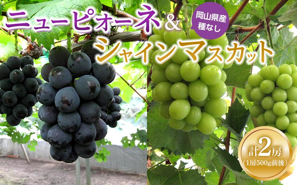 ぶどう 2026年  ニュー ピオーネ1房・シャインマスカット1房（1房500g前後）たけまさぶどう園