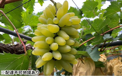 ぶどう 2026年 ゴールド フィンガー 6～10房（約3.5kg） ブドウ 葡萄 岡山市産 国産 フルーツ 果物 ギフトタンポポ農園