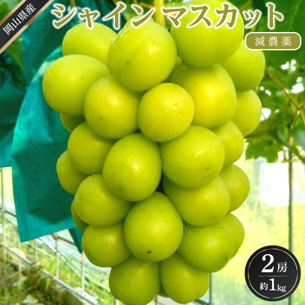 ぶどう 2026年  シャイン マスカット 約1kg 2房 減農薬 ハウス栽培 ブドウ 葡萄  岡山県産 国産 フルーツ 果物 ギフト ばんの農園