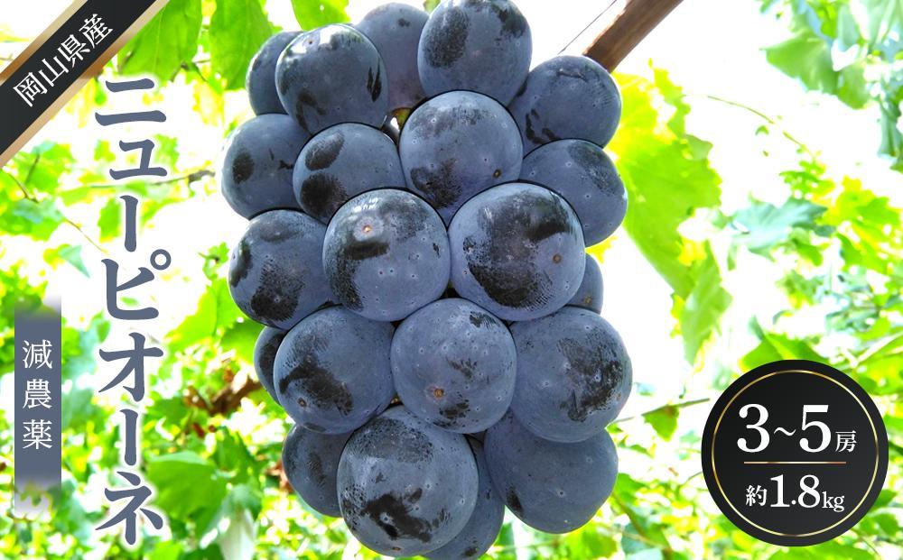 ぶどう 2026年  ニュー ピオーネ 約1.8kg 3～5房 減農薬 栽培 ブドウ 葡萄  岡山県産 国産 フルーツ 果物 ギフト  ばんの農園