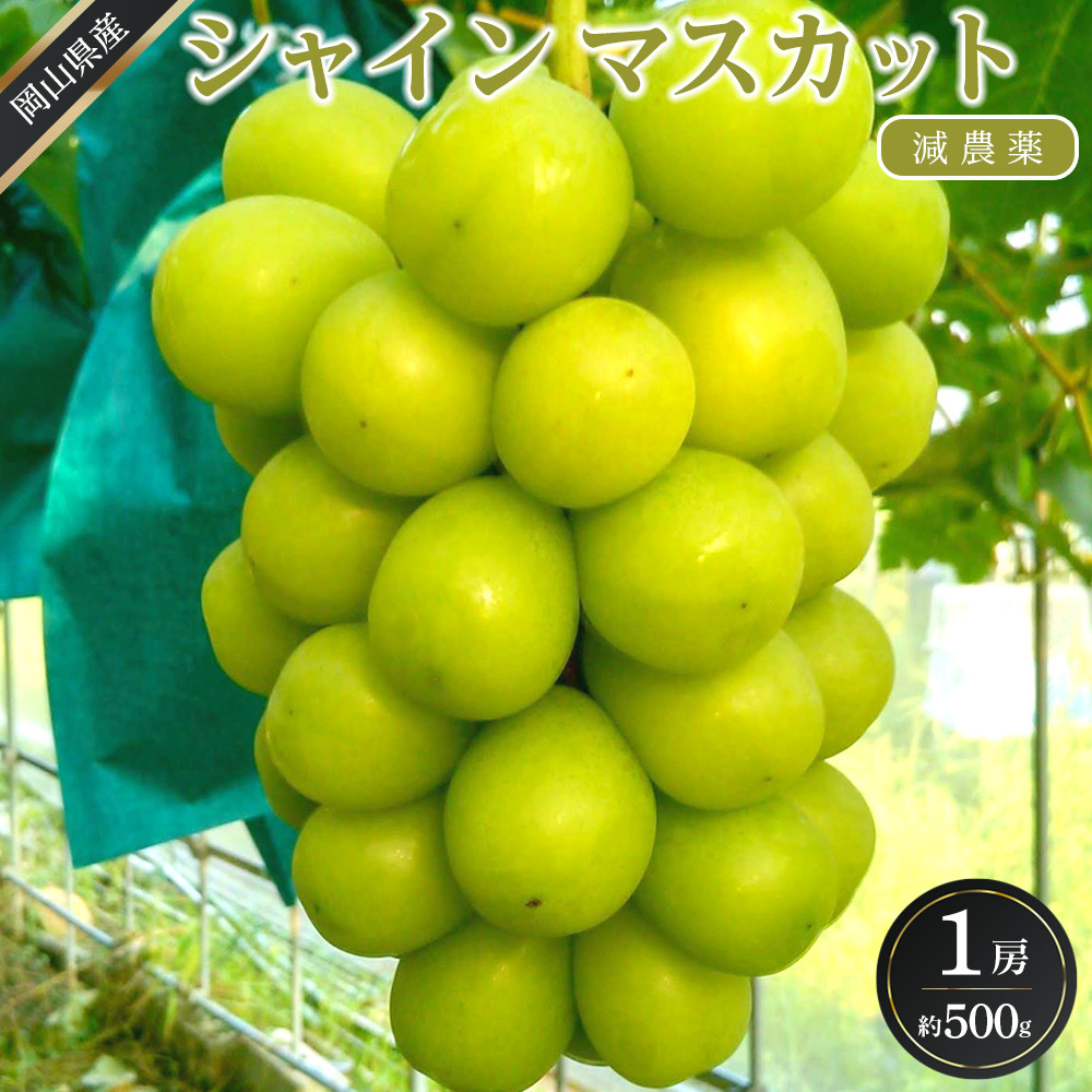 ぶどう 2026年  シャイン マスカット 1房 約500g  減農薬 ハウス栽培 ブドウ 葡萄  岡山県産 国産 フルーツ 果物 ギフト  ばんの農園