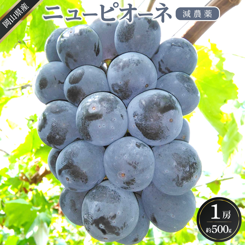 ぶどう 2026年  ニュー ピオーネ 1房 約500g  減農薬 栽培 ブドウ 葡萄  岡山県産 国産 フルーツ 果物 ギフト  ばんの農園