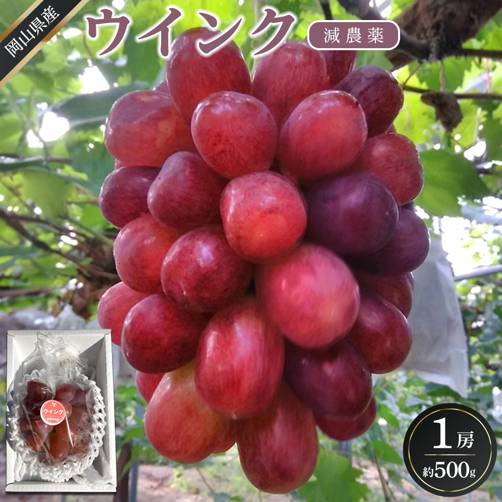 ぶどう 2026年  ウインク 1房 約500g  減農薬 ハウス栽培 ブドウ 葡萄  岡山県産 国産 フルーツ 果物 ギフト  ばんの農園