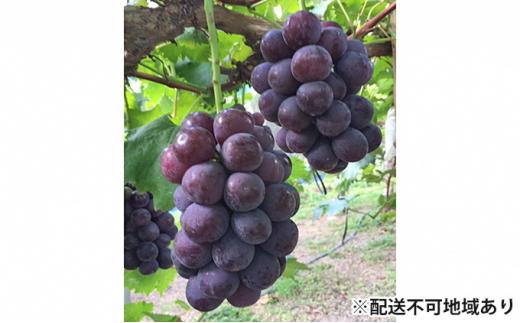 ぶどう 2026年  岡山県産 ニューピオーネ 4房 約2kg  贈答 ぶどう園AC