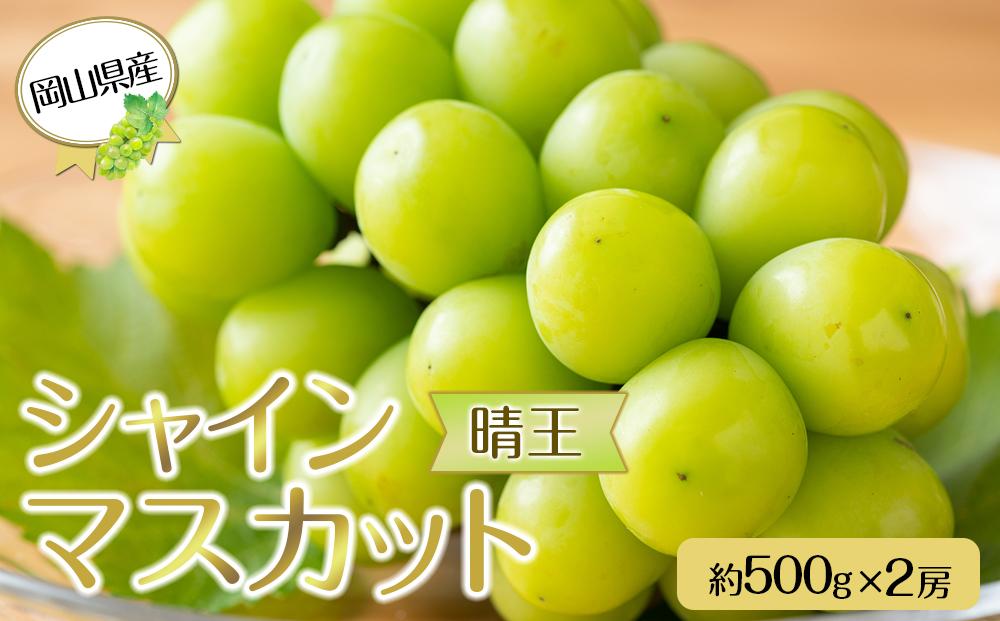 岡山県産 ぶどう 2026年発送  シャインマスカット 晴王 約500g×2房 計1kg 種無し ブドウ 葡萄 フルーツ 果物 ギフト
