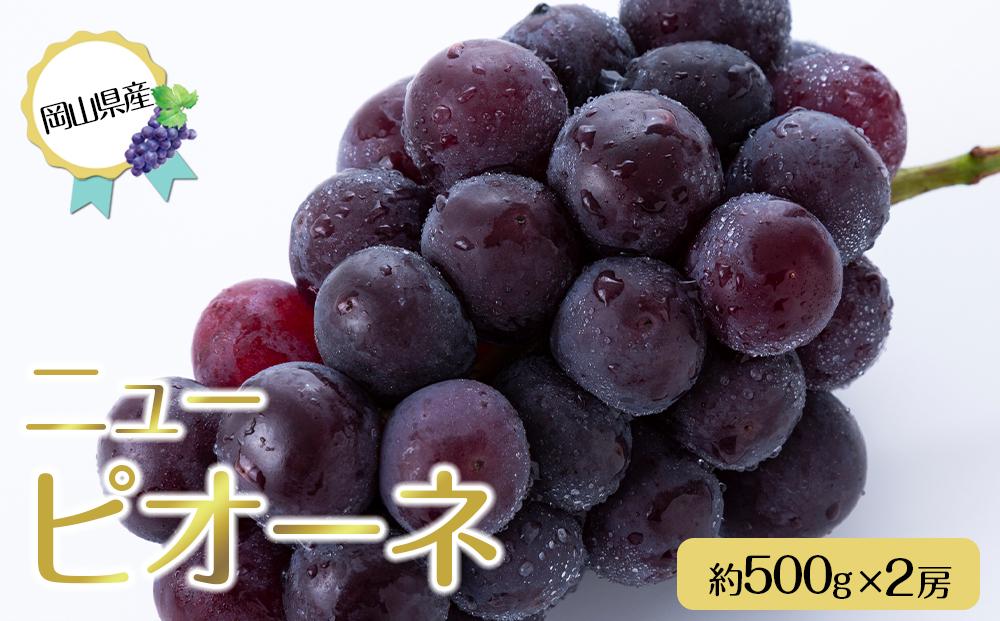 岡山県産 ぶどう 2026年  ニュー ピオーネ 約500g×2房 種無し ブドウ 葡萄 フルーツ 果物 ギフト