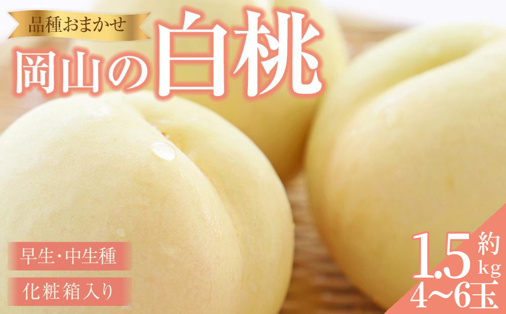 桃 2026年 岡山の 白桃（早生、中生種）約1.5kg 4~6玉 もも モモ 岡山県産 国産 フルーツ 果物 ギフト 横木農園