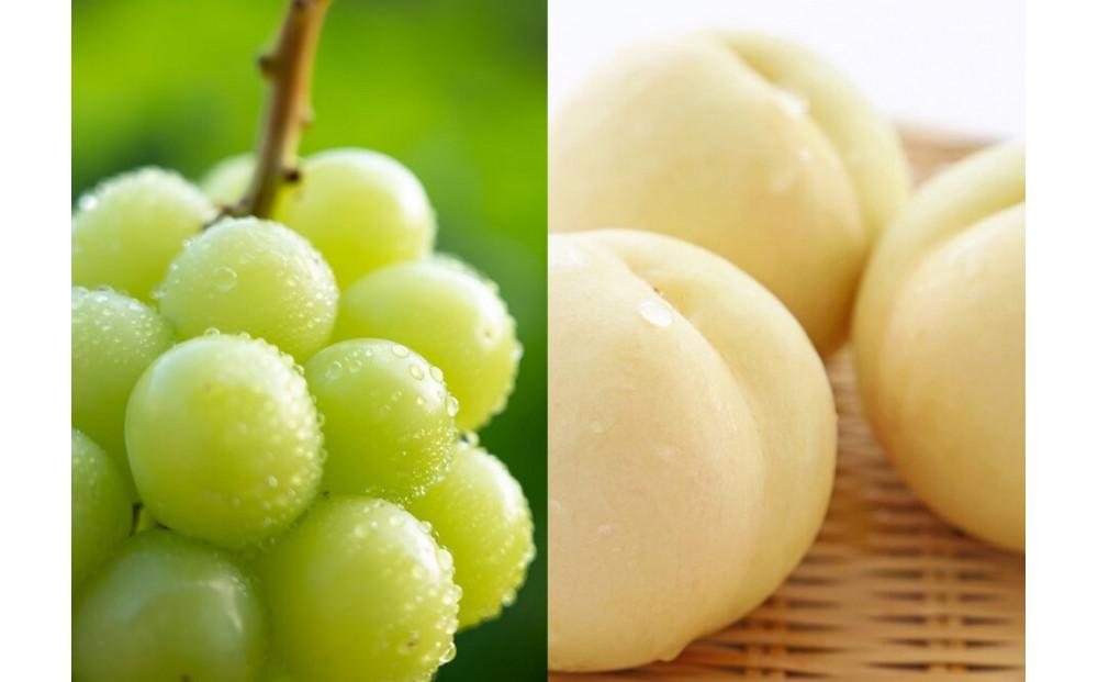 【定期便】 2025年 フルーツ  岡山の旬な果物  白桃（早生、中生種）約2kg 6~9玉/シャインマスカット 大房1房 約800g 贈答用 岡山市産 果物 ギフト 横木農園