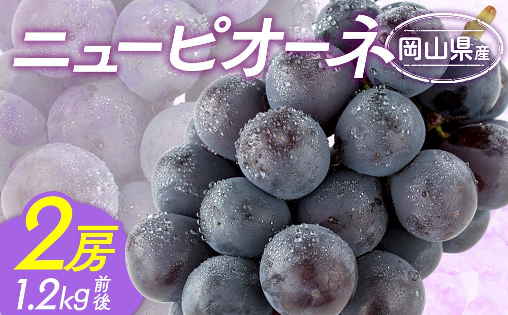 ぶどう 2025年  ニュー ピオーネ 2房 合計1.2kg前後 ブドウ 葡萄  岡山県産 国産 フルーツ 果物 ギフト