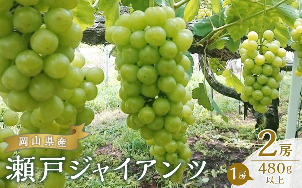 ぶどう 2026年  瀬戸 ジャイアンツ 2房（1房480g以上） ブドウ 葡萄  岡山県産 国産 フルーツ 果物 ギフト