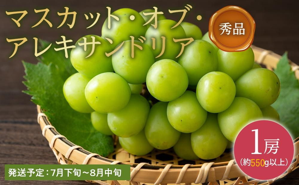ぶどう 2026年 秀品 マスカット ・オブ・アレキサンドリア  1房550g以上 マスカット ブドウ 葡萄  岡山県産 国産 フルーツ 果物 ギフト