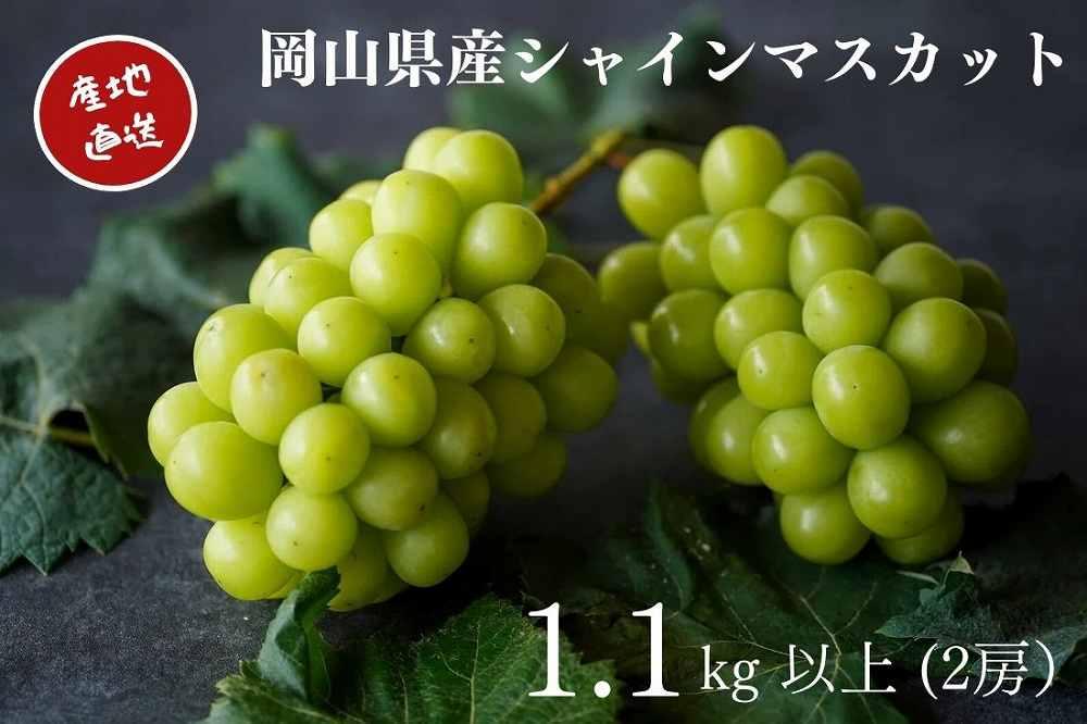 厳選 シャインマスカット 2房 合計1.1kg以上 産地直送 朝採れ ぶどう 葡萄 Kawahara Green Farm 岡山県産 2026年