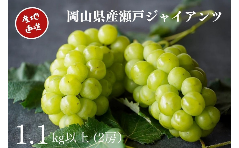 厳選 瀬戸ジャイアンツ 2房 合計1.1kg以上  産地直送 朝採れ ぶどう 葡萄 Kawahara Green Farm 岡山県産 2026年
