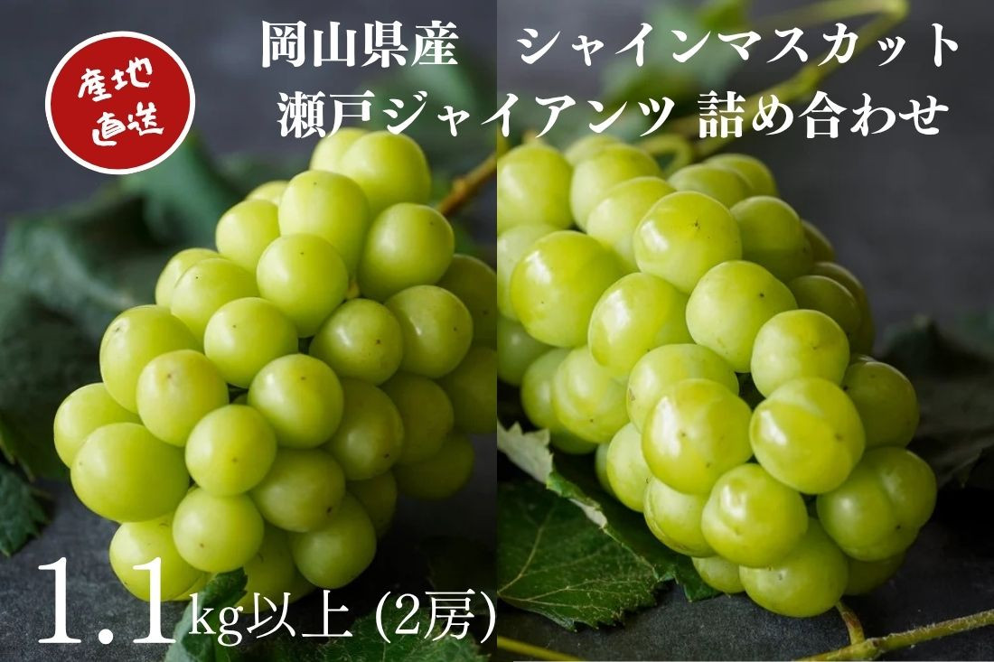 厳選 シャインマスカット・瀬戸ジャイアンツ 2房 合計1.1kg以上 詰合せ 産地直送 朝採れ ぶどう 葡萄 Kawahara Green Farm 岡山県産 2026年