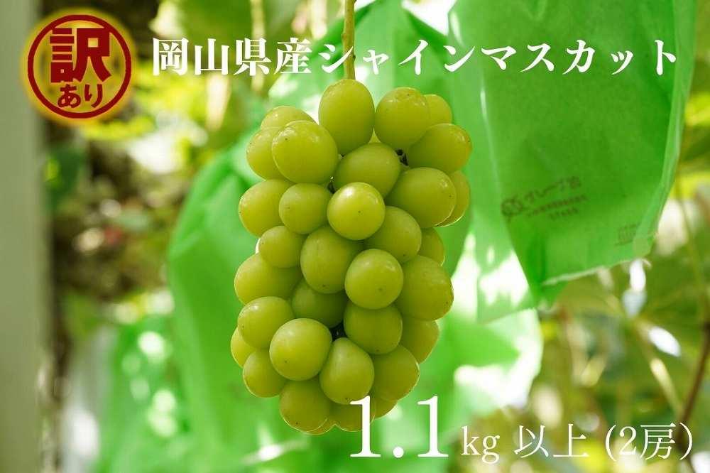 家庭用 シャインマスカット 2房 合計1.1kg以上 産地直送 朝採れ ぶどう 葡萄 Kawahara Green Farm 岡山県産 2026年