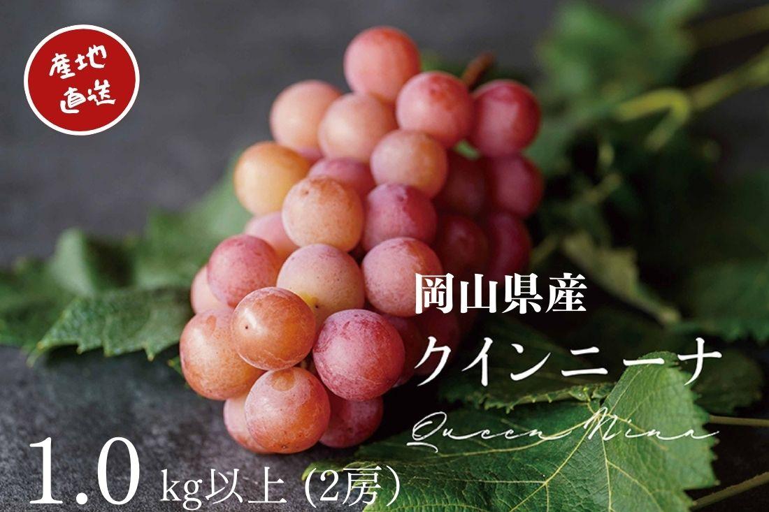 厳選 クイーンニーナ 1.0kg以上 2房 産地直送 朝採れ ぶどう 葡萄 KAWAHARA Green Farm 岡山県産 2026年