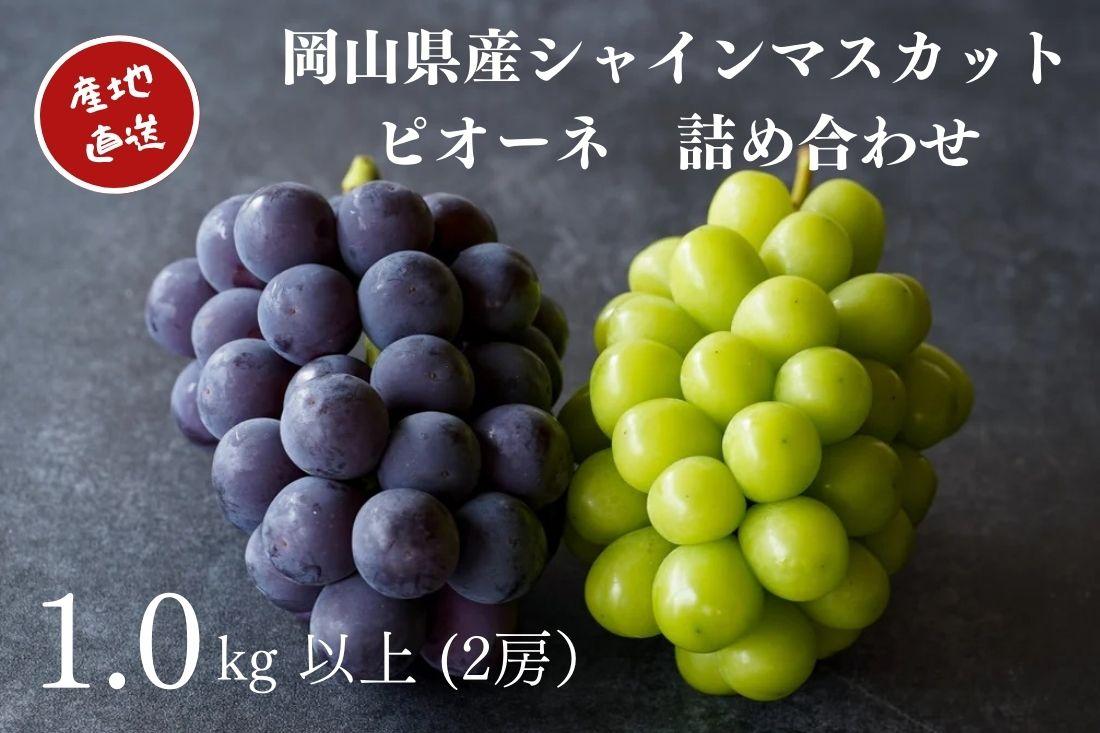 厳選 シャインマスカット・ニューピオーネ 2房 合計1.0kg以上 詰合せ 産地直送 朝採れ ぶどう 葡萄 Kawahara Green Farm 岡山県産 2026年