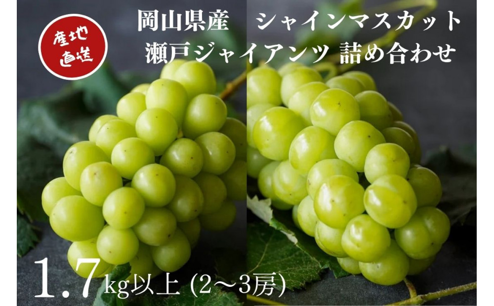 厳選 シャインマスカット・瀬戸ジャイアンツ 2～3房 合計1.7kg以上 詰合せ 産地直送 朝採れ ぶどう 葡萄 Kawahara Green Farm 岡山県産 2026年