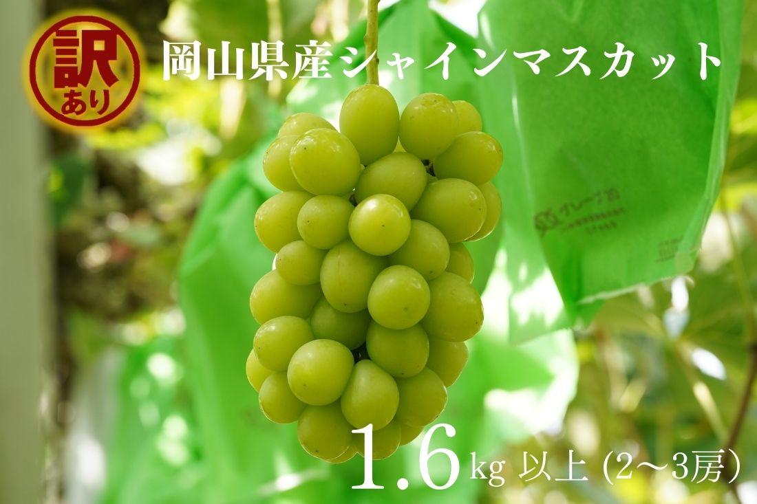 家庭用 シャインマスカット 2～3房 合計1.6kg以上 産地直送 朝採れ ぶどう 葡萄 シャイン マスカット 岡山 Kawahara Green Farm　岡山県産 2026年