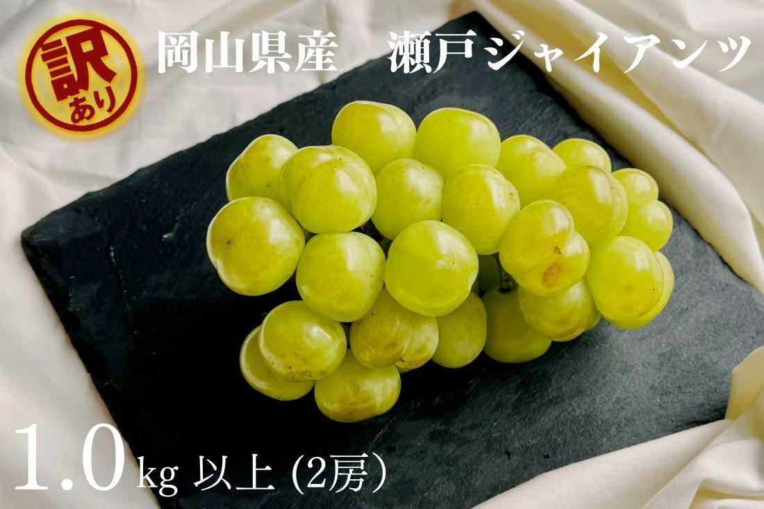 家庭用 瀬戸ジャイアンツ　2房 合計1.0kg以上 産地直送 朝採れ ぶどう 葡萄 岡山 Kawahara Green Farm　岡山県産 2026年