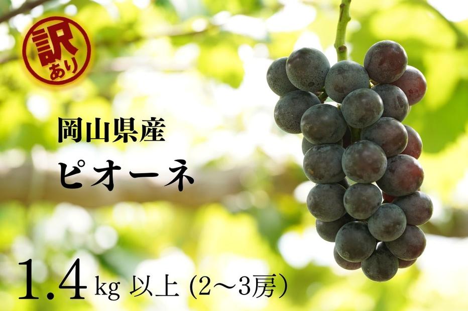 家庭用 ニューピオーネ　2～3房 合計1.4kg以上 産地直送 朝採れ ぶどう 葡萄 岡山 Kawahara Green Farm　岡山県産 2026年