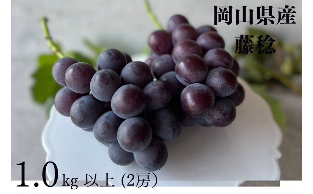 厳選 藤稔 1.0kg以上 2房 朝採れ ぶどう 葡萄  Kawahara Green Farm　岡山県産　2026年
