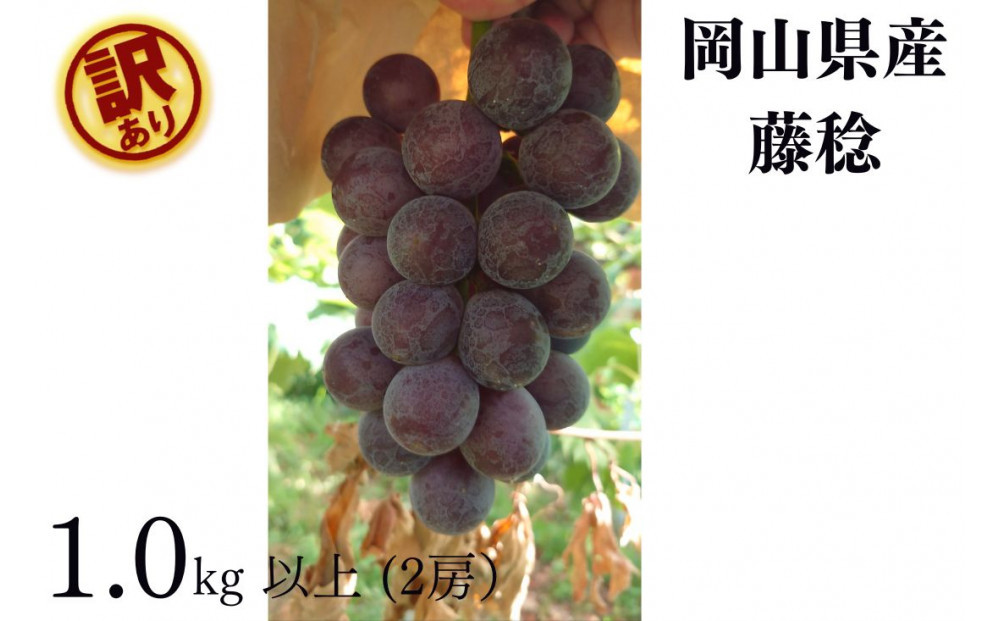 家庭用 藤稔　1.0kg以上 2房 朝採れ ぶどう 葡萄  Kawahara Green Farm　岡山県産　2026年