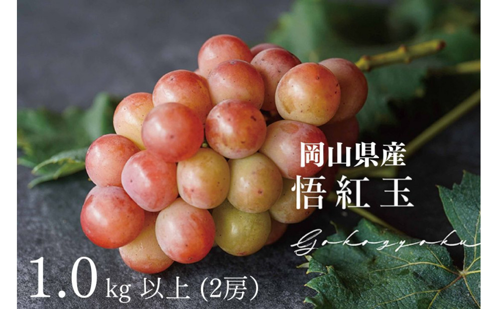 厳選　悟紅玉 旧ゴルビー 1.0kg以上 2房 朝採れ ぶどう 葡萄 Kawahara Green Farm　岡山県産　2026年