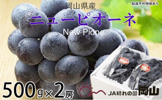 ぶどう 2026年 ニュー ピオーネ 約500g×2房 ブドウ 葡萄  岡山県産 国産 フルーツ 果物 ギフト