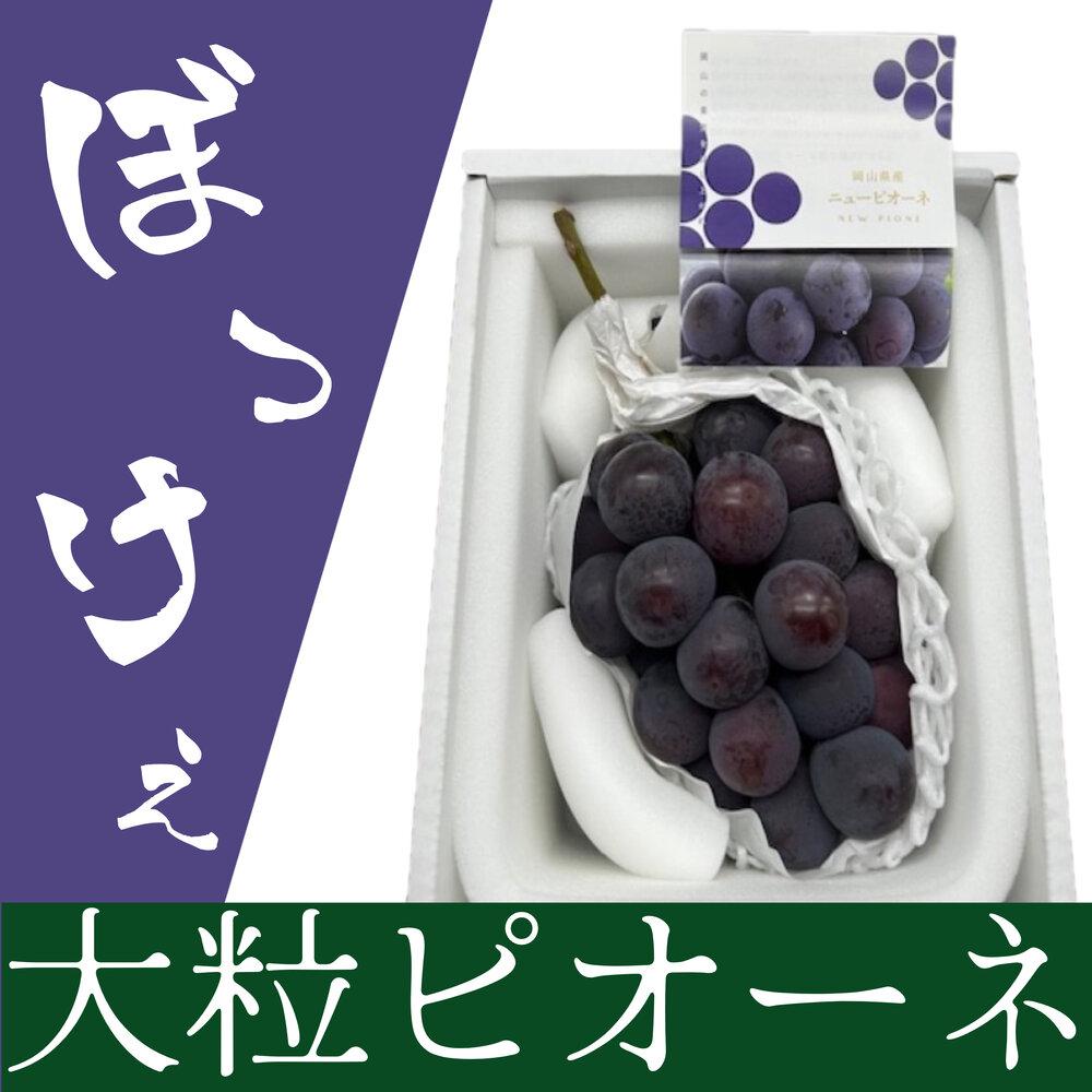 2026年  岡山県産　ぼっけえ大粒ニューピオーネ1房(800g以上) 化粧箱入り
