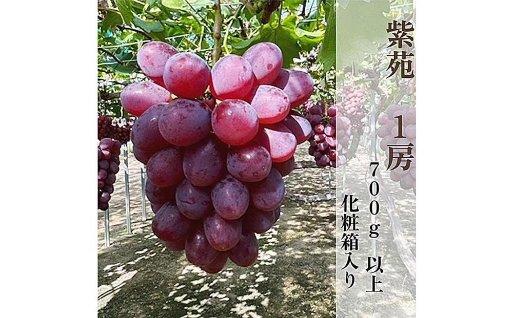 2026年秋発送 岡山県産 紫苑 1房 700ｇ以上 化粧箱入り