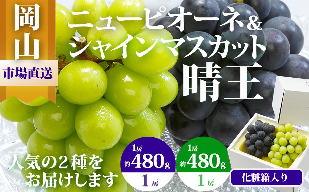 ぶどう 2026年  果物 詰合せ ニュー ピオーネ 1房480g以上 シャイン マスカット 晴王 1房 480g以上 化粧箱入り ブドウ 葡萄  岡山県産 国産 フルーツ 果物 ギフト