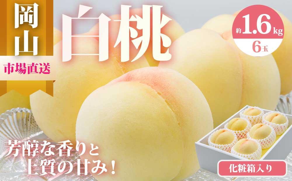 桃 2026年 岡山 白桃 6玉（合計1.6kg以上）化粧箱入り もも モモ 岡山県産 国産 フルーツ 果物 ギフト