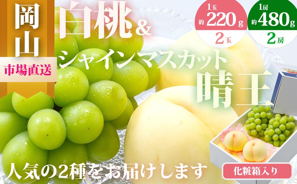 桃 ぶどう 2026年 果物 詰合せ 白桃 2玉（1玉220g以上）シャインマスカット 晴王 2房（1房480g以上）化粧箱入り もも 葡萄 岡山県産 国産 フルーツ 果物 ギフト