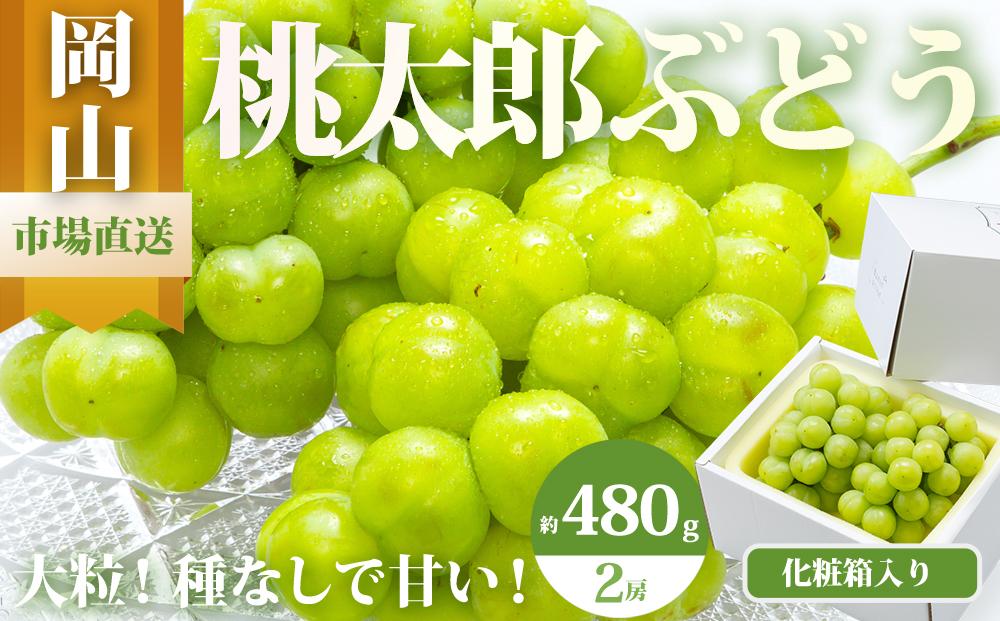 ぶどう 2026年 桃太郎 ぶどう 2房（1房480g以上）化粧箱入り ブドウ 葡萄  岡山県産 国産 フルーツ 果物 ギフト