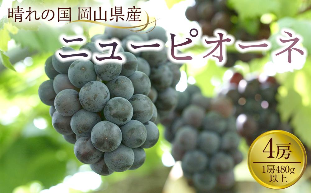 ぶどう 2026年 岡山県産 ニューピオーネ4房(1房480g以上)