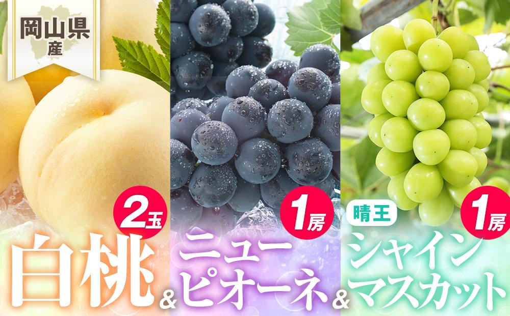 桃 ぶどう 2026年 岡山県産 詰合/白桃2玉(1玉220g以上)・ニューピオーネ1房(480g以上)・シャインマスカット『晴王』1房(480g以上) 化粧箱入り