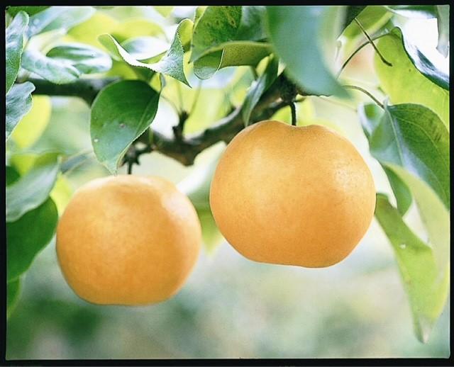 梨 2026年 岡山県産 あたご梨 2玉(約1.7ｋｇ） 化粧箱入り