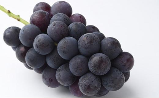 ぶどう 2026年 果物 詰合せ ニュー ピオーネ 1房（1房470g以上）シャイン マスカット 晴王 1房（1房470g以上） 化粧箱入り 岡山県産 国産 フルーツ ギフト