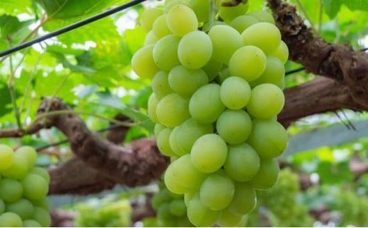 ぶどう 2026年 マスカット・オブ・アレキサンドリア 特秀品 1房（1房700g以上）化粧箱入り マスカット 岡山県産 国産 フルーツ 果物 ギフト