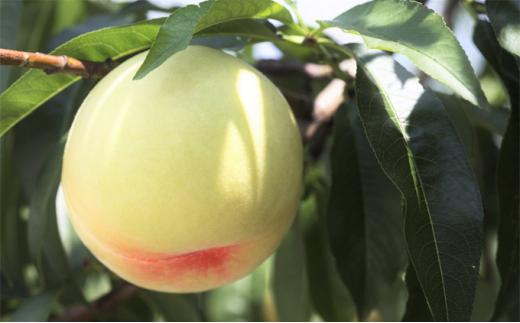 桃 2026年 清水 白桃 6玉（1玉300g以上） 等級： ロイヤル 化粧箱入り もも モモ 岡山県産 国産 フルーツ 果物 ギフト