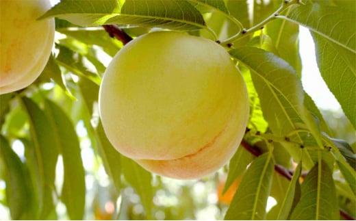 桃 2026年 白桃 8玉（1玉200g以上） 等級： ロイヤル 化粧箱入り もも モモ 岡山県産 国産 フルーツ 果物 ギフト