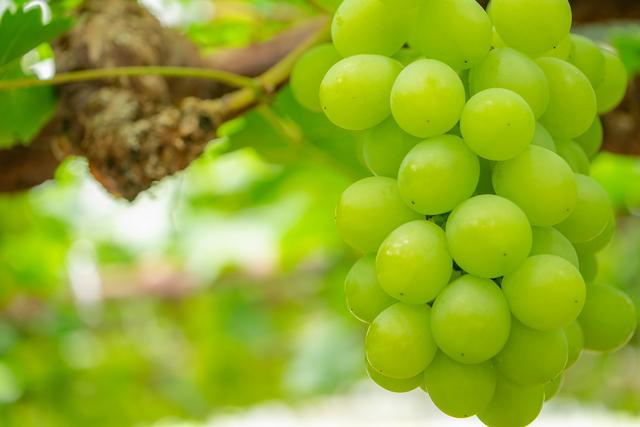 ぶどう 2026年 岡山県産 マスカット・オブ・アレキサンドリア 1房  赤秀 550g以上