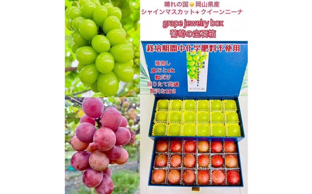 ぶどう 2026年 シャインマスカット クイーンニーナ 大粒のみ 36粒 ＪＥＷＥＬＢＯＸ ギフト 贈り物 岡山 国産 果物 フルーツ シャイン マスカット