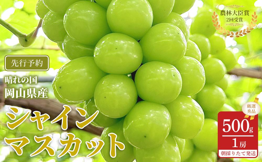 ぶどう 2026年  シャインマスカット 厳選 秀品 約500g 1房 農林大臣賞受賞 岡山 国産 果物 フルーツ シャイン マスカット 2026年7月上旬から発送
