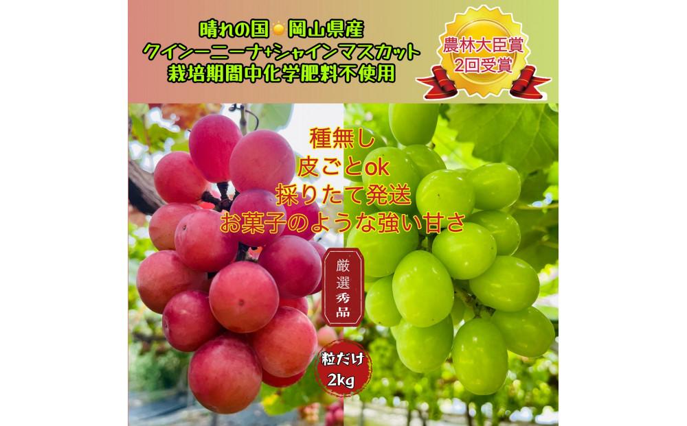 ぶどう2026年  クイーンニーナ シャインマスカット 厳選 秀品 粒だけ 約2kg 農林大臣賞受賞 岡山 国産 果物 フルーツ シャイン マスカット2026年8月上旬から発送