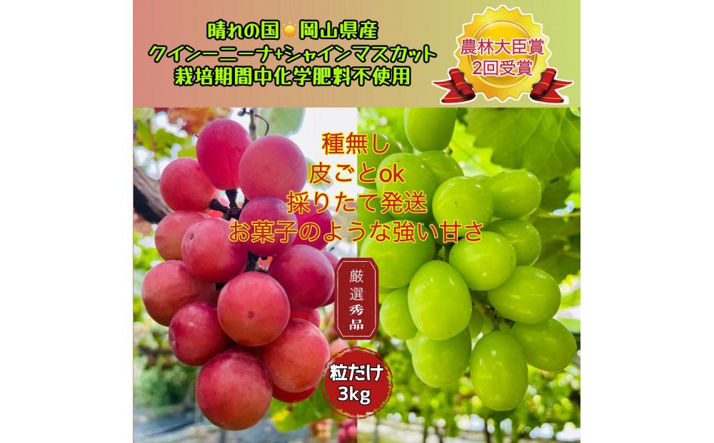 ぶどう2026年 クイーンニーナ シャインマスカット 厳選 秀品 粒だけ 約3kg 農林大臣賞受賞 岡山 国産 果物 フルーツ シャイン マスカット 2026年8月上旬から発送