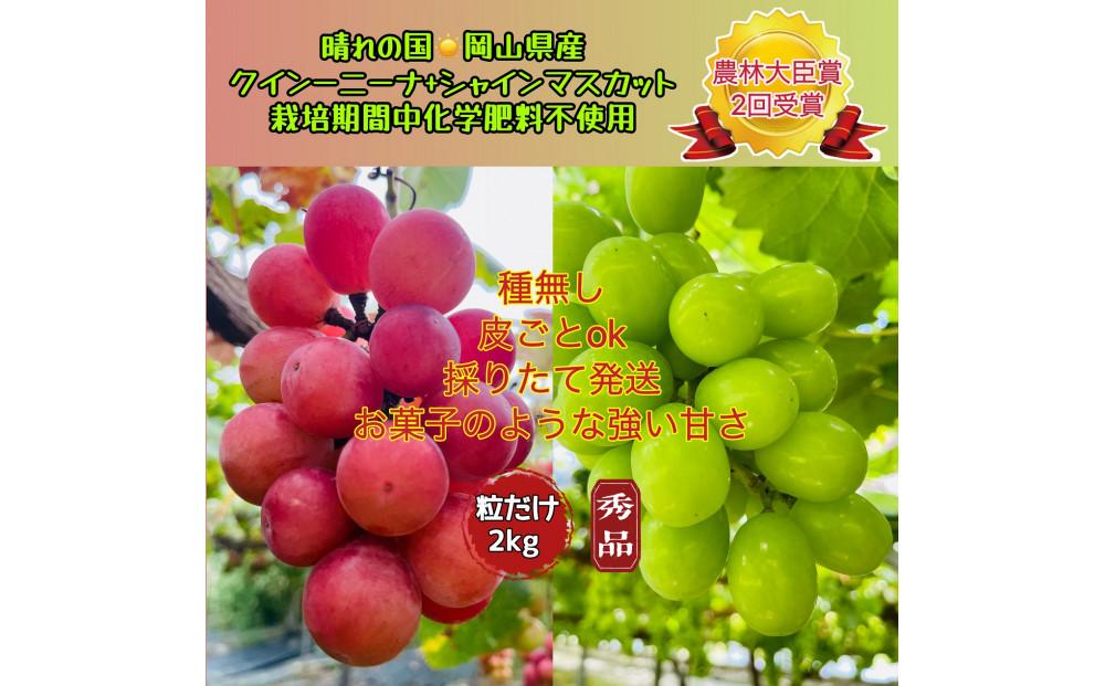 ぶどう 2026年  クイーンニーナ シャインマスカット 秀品 粒だけ 約2kg 農林大臣賞受賞 岡山 国産 果物 フルーツ シャイン マスカット 2026年8月上旬から発送